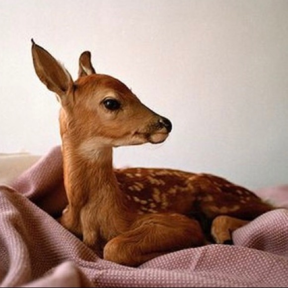 Meet your Posher, Myranda - Picture 1 of 1